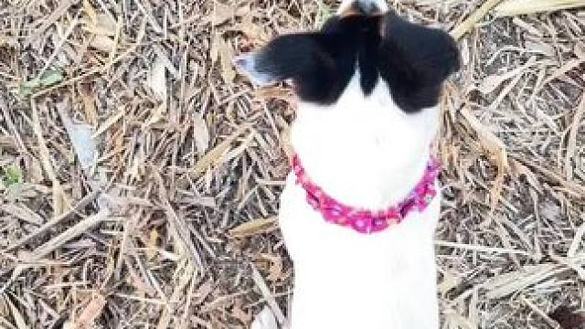 这大概就是我小时候放学看到的样子吧#田间地头 #乡愁记忆 #农村生活