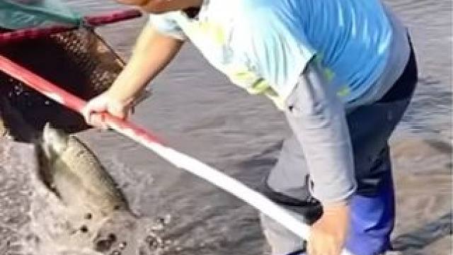 #户外捕鱼 #好大一条鱼