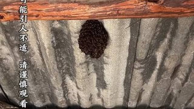 如果家里遇到这样的情况，是任由它们发展壮大，还是团灭好呢#户外 #意不意外  #农村 #马蜂