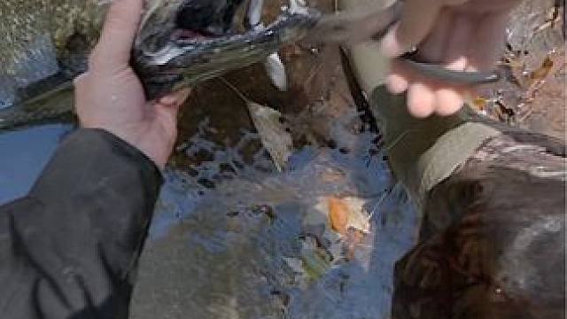 #这鱼哪个钓友看了不羡慕 #秋天大家dou来钓大鱼