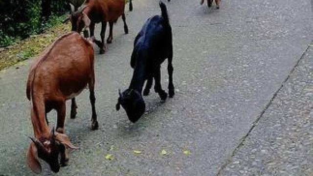 这几年，发现农村的大龄光棍现象越来越普遍。那些80后在农村很难找到合适的对象，在许多男青年看来，“不