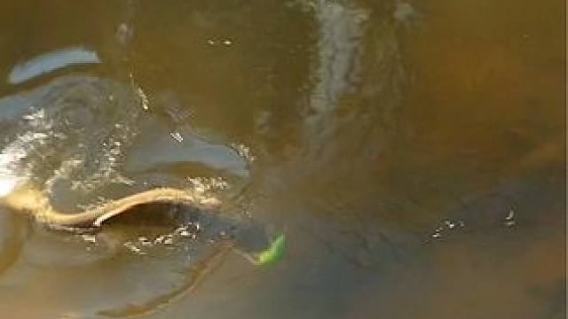 这鱼哪个钓友看了不羡慕~