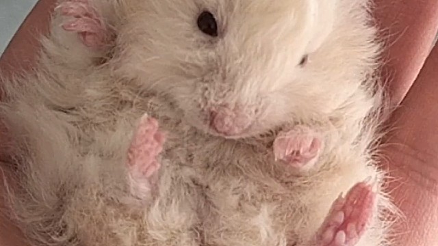 鼠鼠也喜欢躺平！