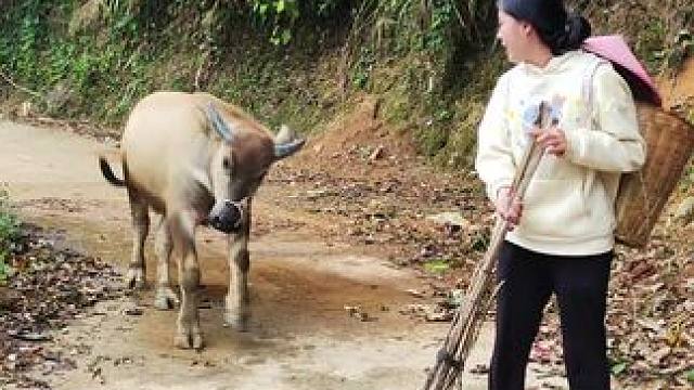 又要出门放牛啦，牛仔还是一样的爱撒娇粘人#记录我的乡村生活 #放牛的生活 #田园生活