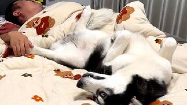 狗狗偷偷跑到床上跟男主一起睡，当男主睁开眼那一刻，你们都别笑 #萌宠出道计划 #动物的迷惑行为 #抖