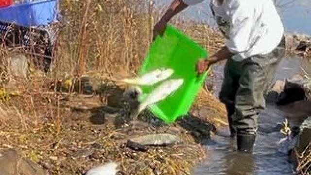 #户外捕鱼 #好多鱼