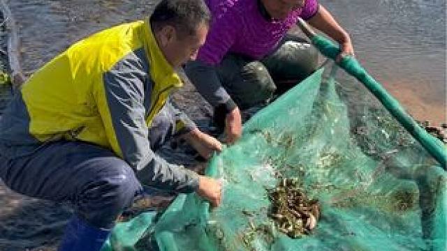 #户外捕鱼 #好多鱼