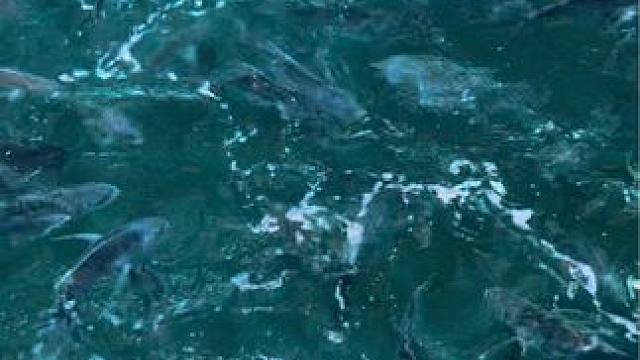 这里的资源还行#秋天正是钓鱼好时节 #钓鱼的乐趣只有钓鱼人懂