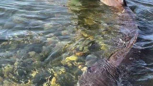 #这鱼哪个钓友看了不羡慕 #巨物