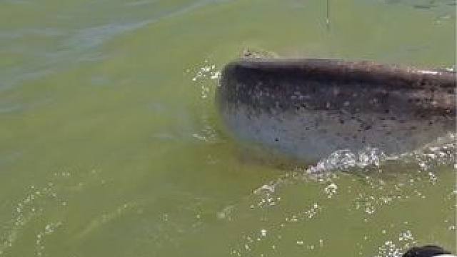 #这鱼哪个钓友看了不羡慕 #巨物