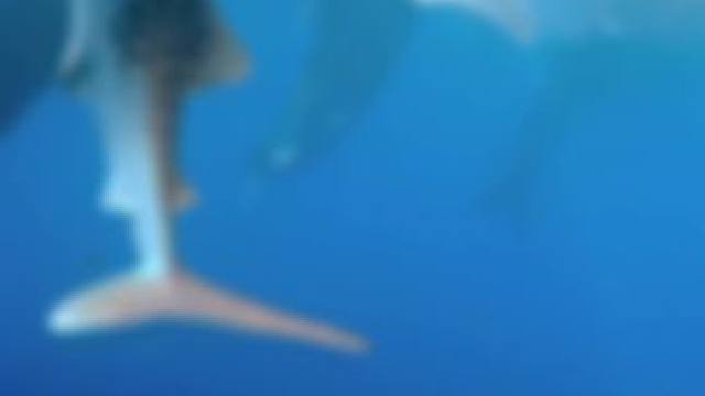 与远古巨物鲸鲨对视的那一秒
仿佛做了一场千年百年的梦
摄影：北北
模特：cheer
后期：橘子鸟
#