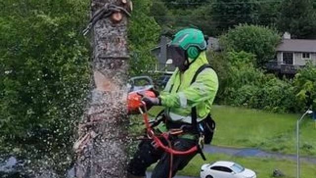 让大佬教你怎么完整的收拾一棵树 #解压视频 #极度舒适 #树木砍伐 #强迫症看了很享受 #解压