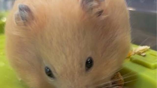 “吃饱了还不忘打包回洞里给老婆吃，我辈楷模”#仓鼠 #金丝熊 #萌宠