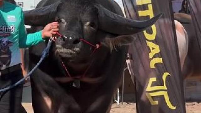 #野生动物零距离