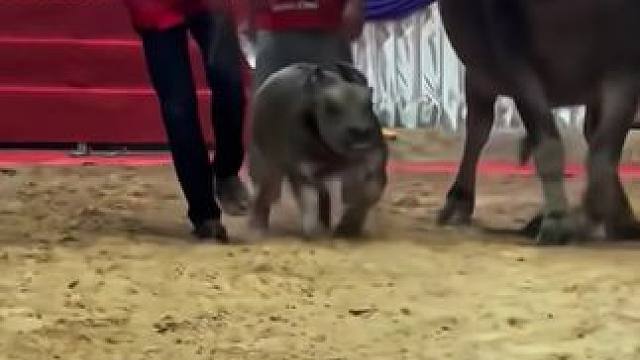 #动物的迷惑行为