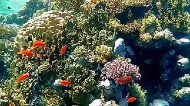 蓝色治愈系海洋，五彩缤纷软珊瑚，色彩靓丽的鱼群！#奇妙的海洋生物 #海洋生物 #海底世界