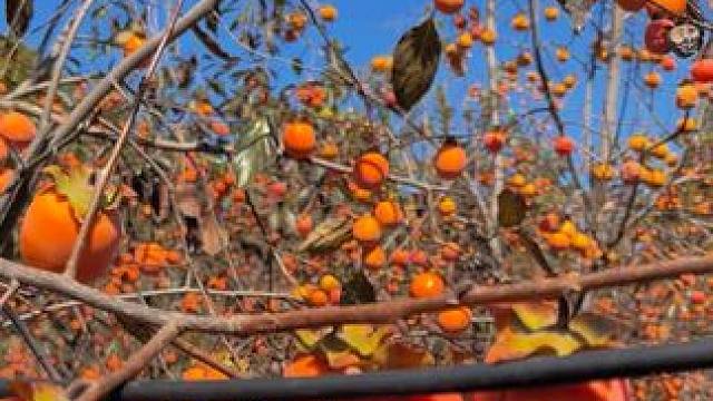 柿子熟了 #治愈系风景 #给秋天点颜色看看 #家乡的柿子熟了 #又到了吃柿子的季节 #河南刚哥