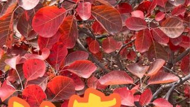 长寿山 #属于秋天的颜色 #红叶 #治愈系风景 #给秋天点颜色看看 #河南刚哥