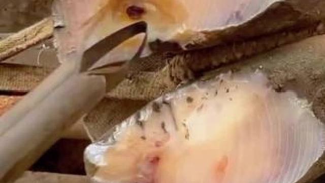 面具牛和花头牛一言不合就开干#解压 #修牛蹄 #强迫症 #极度舒适 #助眠