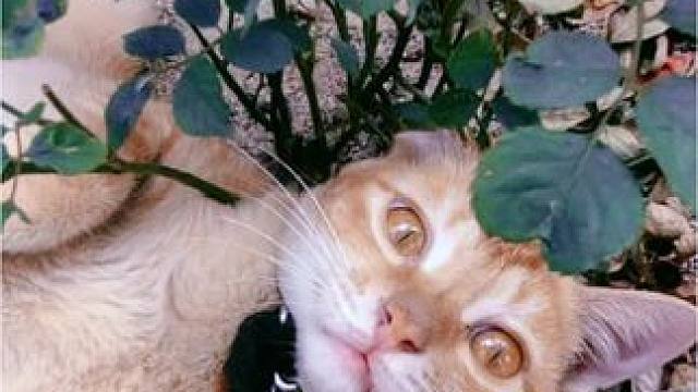 动物的迷惑行为~