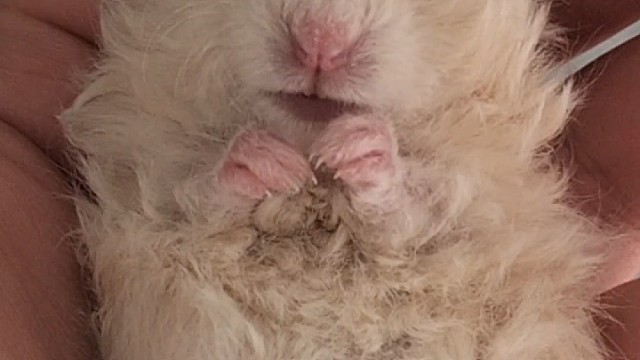 鼠鼠居然在手心里睡着了！