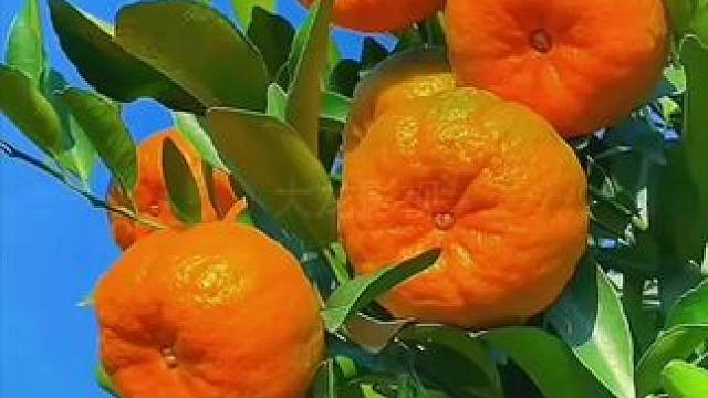 #丰收的季节硕果累累 #新鲜采摘 #新鲜应季水果 #果园风景视频