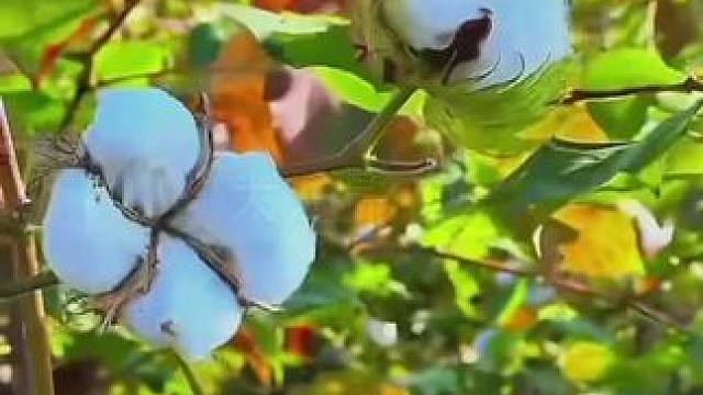 #乡野田间 #治愈系风景 #田间地头走一走 #田园才是疲惫生活的解药