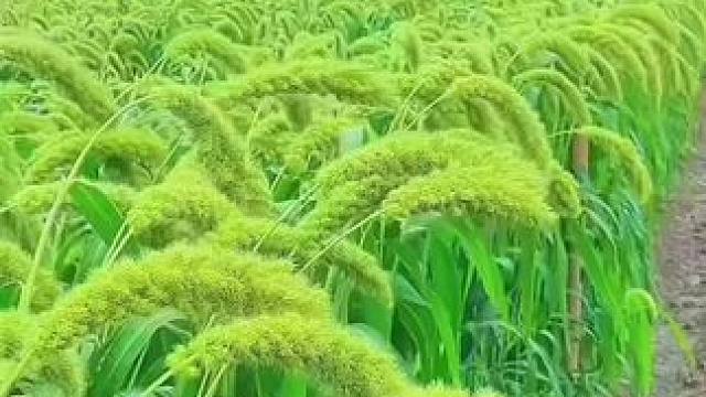 #田园风光农村生活 #田间地头走一走 #治愈系风景