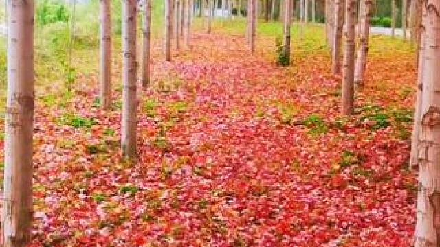 #一叶知秋秋意浓