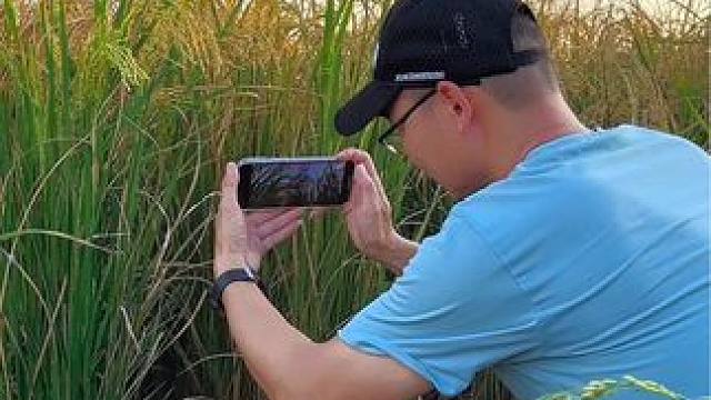 稻田这样拍太美了，几个镜头拍出来唯美小短片#手机摄影 #治愈系风景 #稻田风光 #稻谷熟了