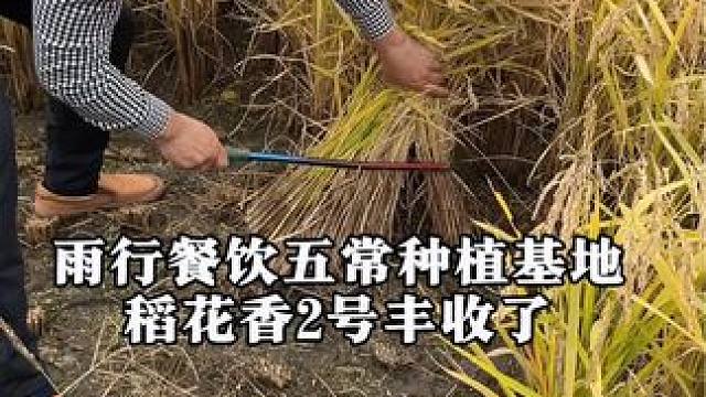 新米稻花香2号以到高碑店，让父母孩子尝尝真正的五常稻花香大米#高碑店 #保定 #高碑店同城