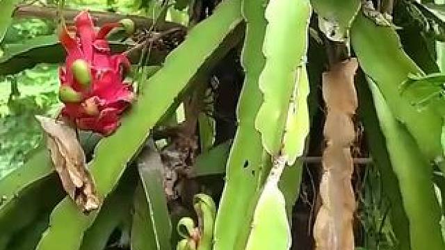 采摘蘑菇和天然水果作为食物 #野外生活纪录片 #大自然的馈赠 #丛林求生纪录片 #乡村生活记录 #户