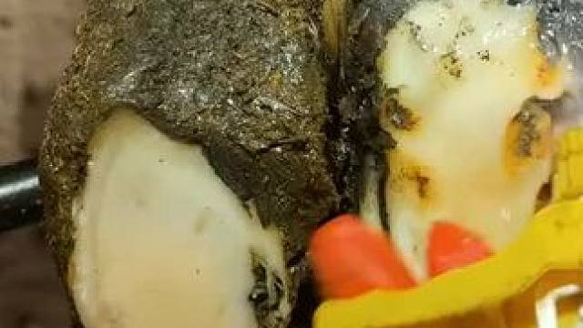 小小牛蹄里面可不简单#解压 #修牛蹄