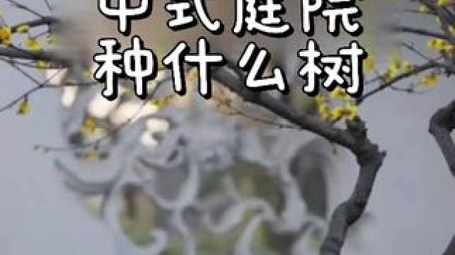 中式庭院种什么树 #别墅庭院植物 #植物造景 #蜂巢造园