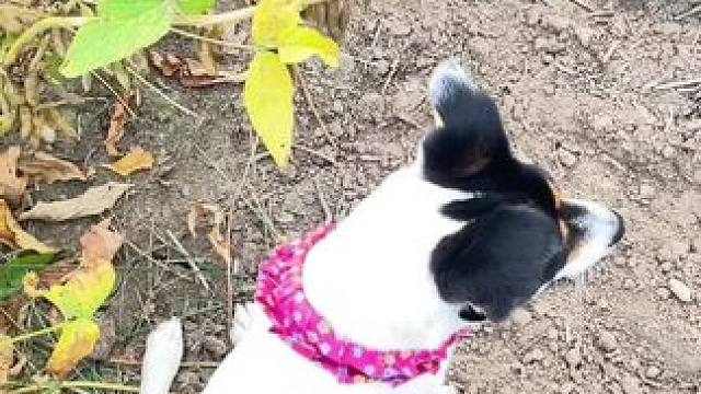 跟着老爸上地转转
他在看薄田 我在地头玩#田间地头   #乡愁记忆 #农村生活