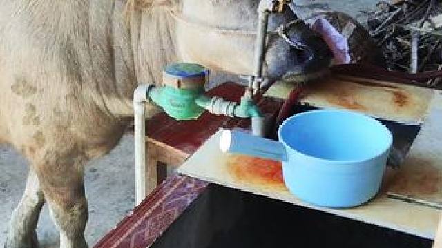 肉干像个好奇的宝宝，一直往家里跑，想喝水也会跑过来找我#记录我的乡村生活 #田园生活 #放牛的生活