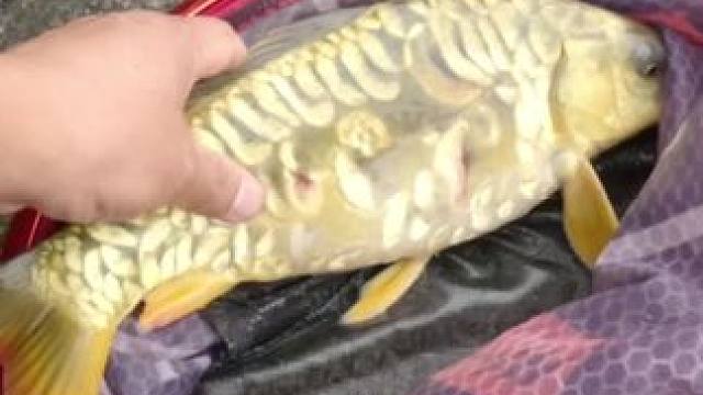 有谁知道这是什么鲤鱼，看起来金黄金黄的，皮毛不错。#户外钓鱼 #野钓巨物 #鲤鱼的品种 #野钓技巧