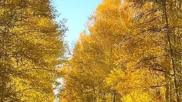 天山天池黄金大道 一念秋风起，一念相思长，愿这一季清秋，你安好，我无恙#天山天池 #金川的秋 #刀郎