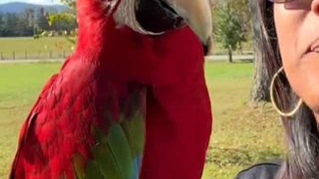 宠物金刚鹦鹉 #国外视频分享 #奇妙的动物 #宠物