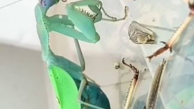 螳螂VS蚂蚱 #国外视频分享 #宠物 #昆虫世界