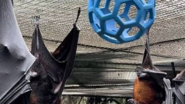 把手机屏幕倒过来看更有意思 #国外视频分享 #宠物 #果蝠