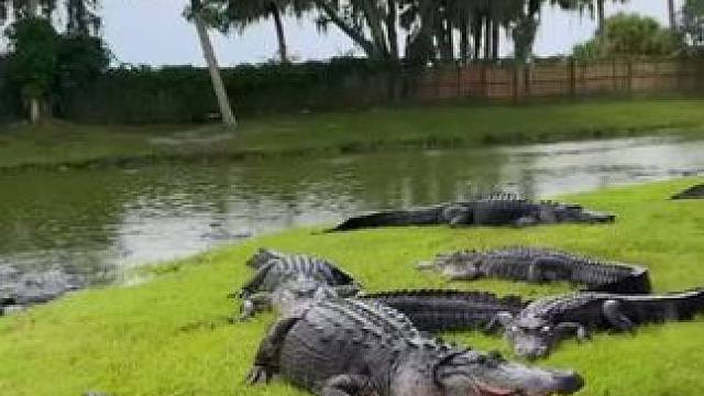 这鳄鱼脾气真好 #国外视频分享 #奇妙的动物 #鳄鱼