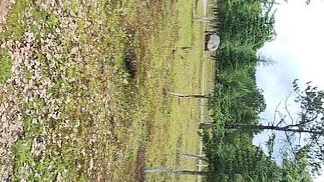 玉龙雪山 山脚 ＃玉龙雪山