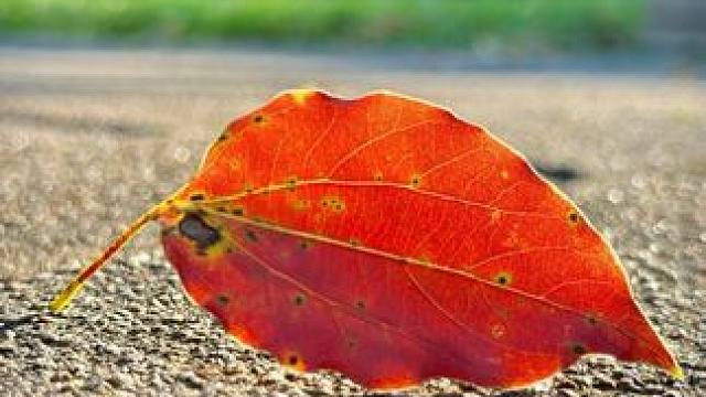 路边看边不起眼的树叶，一招教你拍出高级感#手机摄影#秋天落叶 #把秋日落叶拍出氛围感 #一起来拍秋天