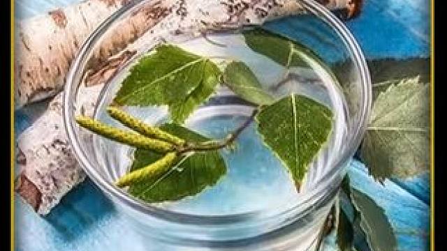 爸妈没喝过的白桦树汁，过去都是富人的专享，没喝过的朋友一定来点尝尝！#白桦树汁   #科普   #白