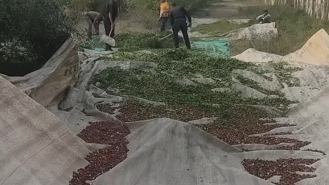 神操作，扬酸枣