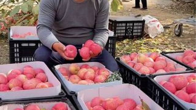 河南灵宝五亩布庄西寨村苹果采摘丰收季