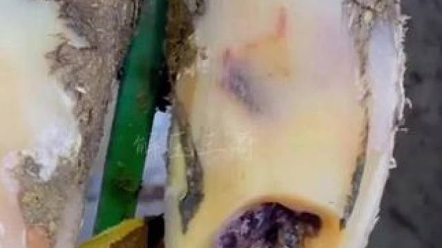 从牛牛走路的姿势不难判断它正遭受着脚痛的折磨 #修蹄 #解压 #助眠 #强迫症 #修牛蹄