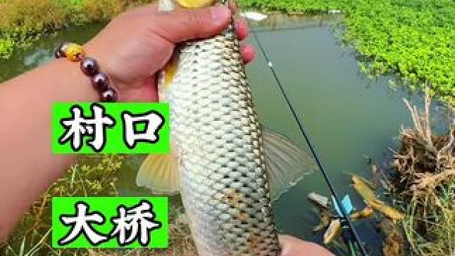 村口大桥 盘大草 #野钓#老坛维它米 #蓝鲫青春版#渔之源  #渔之源怪兽小综合