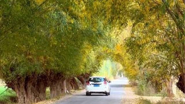 有些人 天生对这样的氛围 没有抵抗力#新疆 #治愈系风景 #属于秋天的颜色 #给秋天点颜色看看